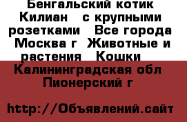 Бенгальский котик Килиан , с крупными розетками - Все города, Москва г. Животные и растения » Кошки   . Калининградская обл.,Пионерский г.